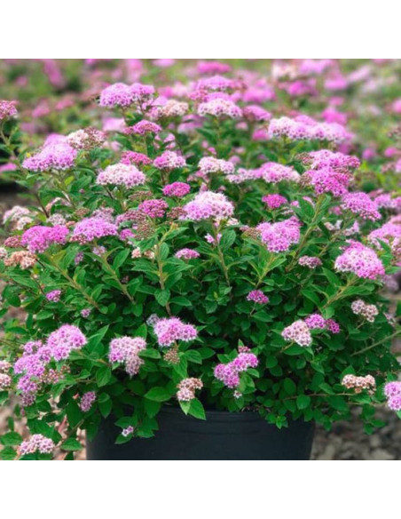 Spiraea japonica Tawuła japońska Little Princess