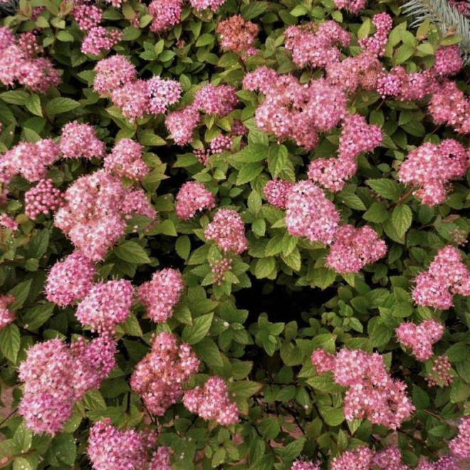Tawuła japońska Little Princess Spiraea japonica