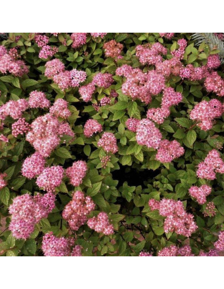 Tawuła japońska Little Princess Spiraea japonica