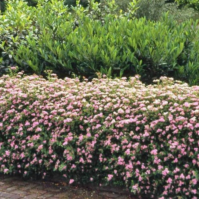 Tawuła japońska Spiraea japonica Little Princess
