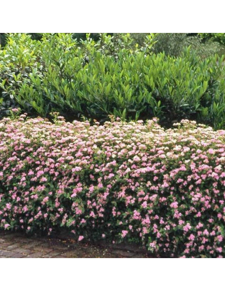 Tawuła japońska Spiraea japonica Little Princess