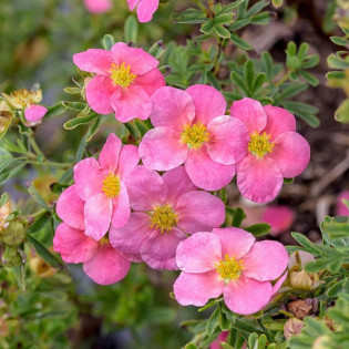 Potentilla fruticosa Pięciornik krzewiasty Bellissima PBR