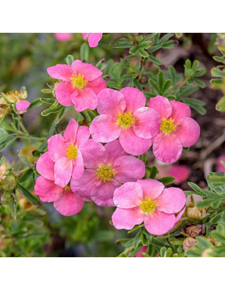 Potentilla fruticosa Pięciornik krzewiasty Bellissima PBR