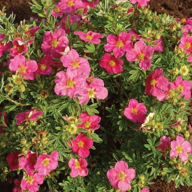 Bellissima PBR Pięciornik krzewiasty Potentilla fruticosa