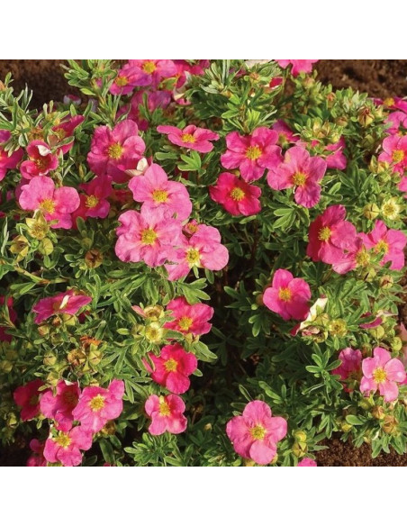 Bellissima PBR Pięciornik krzewiasty Potentilla fruticosa