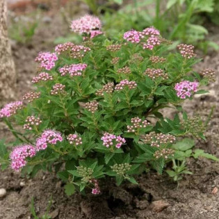 Tawuła japońska Japanese Dwarf Spiraea japonica