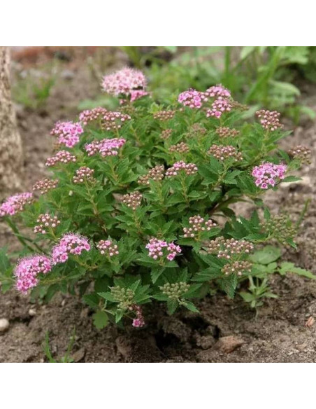 Tawuła japońska Japanese Dwarf Spiraea japonica