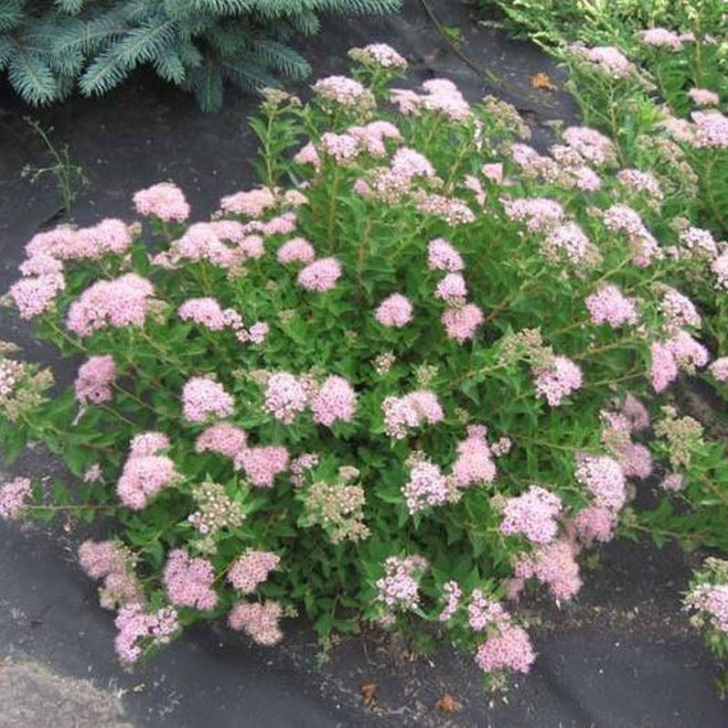 Japanese Dwarf Spiraea japonica Tawuła japońska