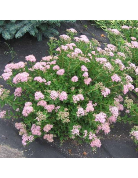 Japanese Dwarf Spiraea japonica Tawuła japońska