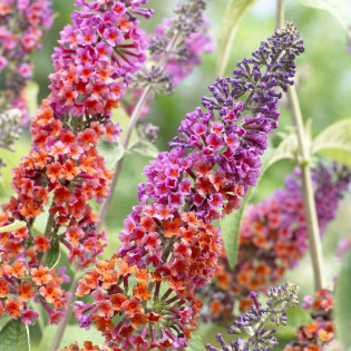 Budleja Dawida Flower Power Buddleja davidii