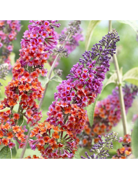 Budleja Dawida Flower Power Buddleja davidii