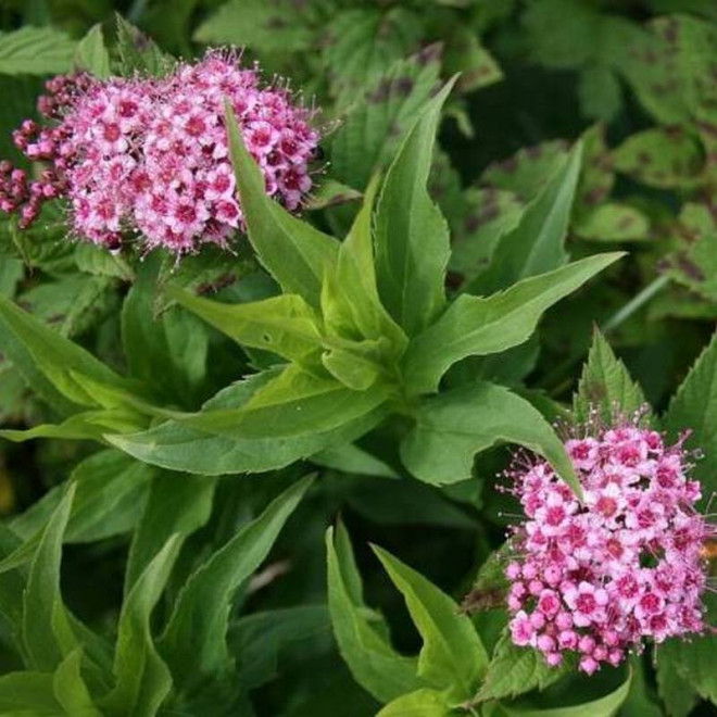 Spiraea japonica Tawuła japońska Japanese Dwarf