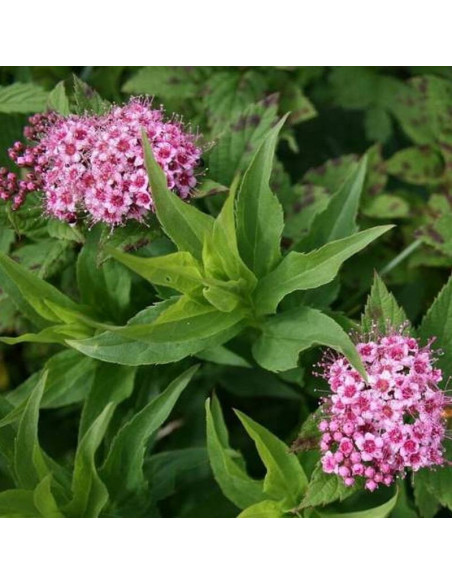 Spiraea japonica Tawuła japońska Japanese Dwarf