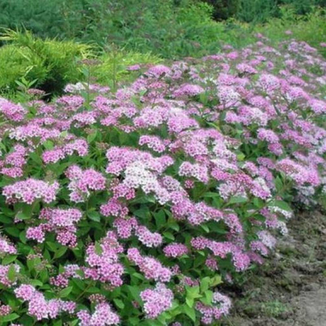 Tawuła japońska Spiraea japonica Japanese Dwarf