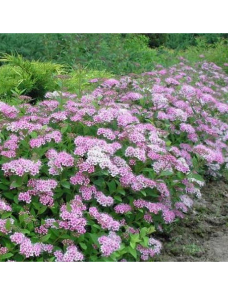 Tawuła japońska Spiraea japonica Japanese Dwarf
