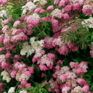 Tawuła japońska Genpei Shirobana Spiraea japonica
