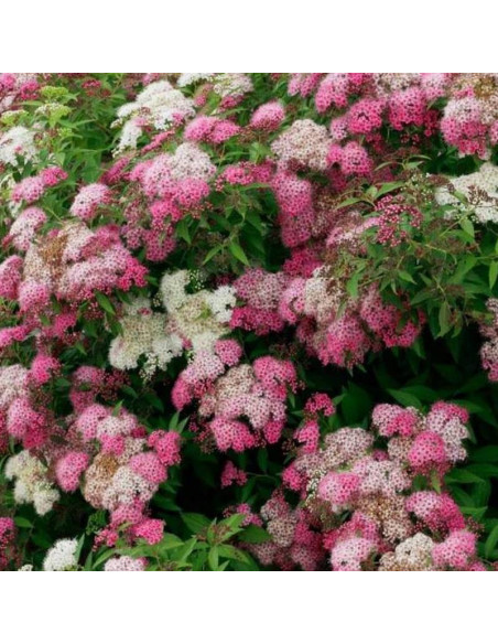 Tawuła japońska Genpei Shirobana Spiraea japonica