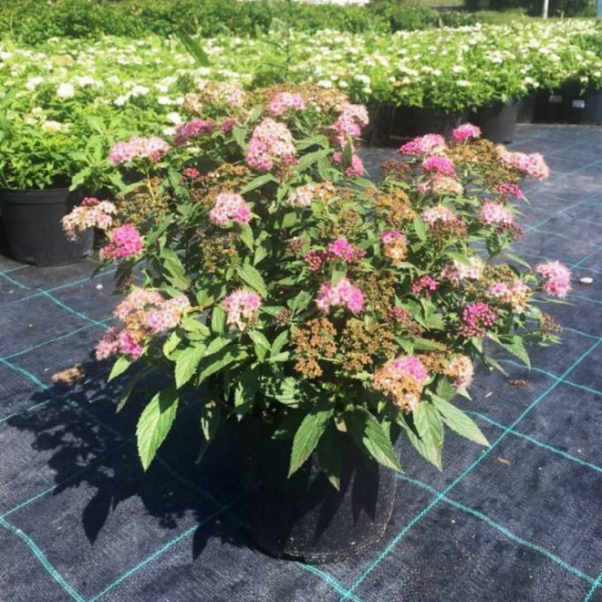 Spiraea japonica Tawuła japońska Genpei Shirobana