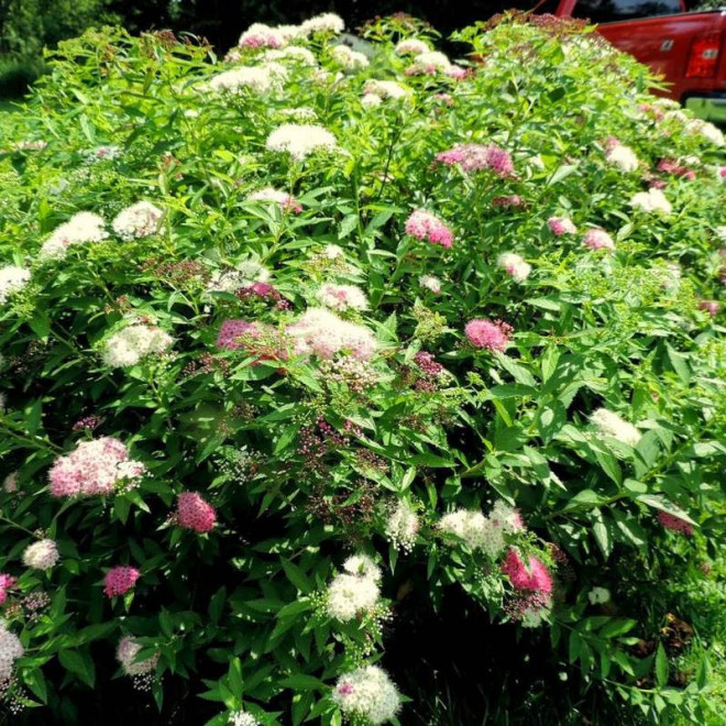 Tawuła japońska Spiraea japonica Genpei Shirobana