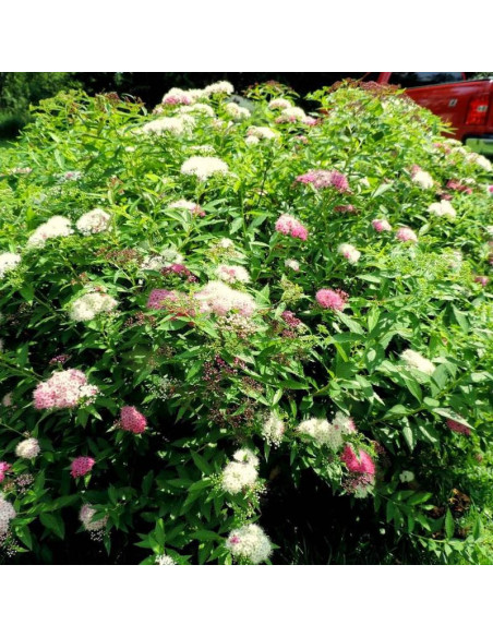 Tawuła japońska Spiraea japonica Genpei Shirobana