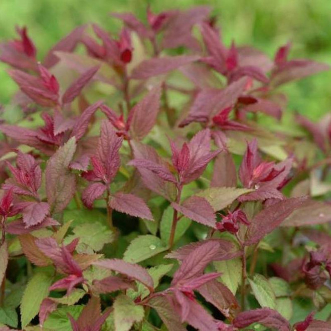 Tawuła japońska Spiraea japonica Double Play Red PBR