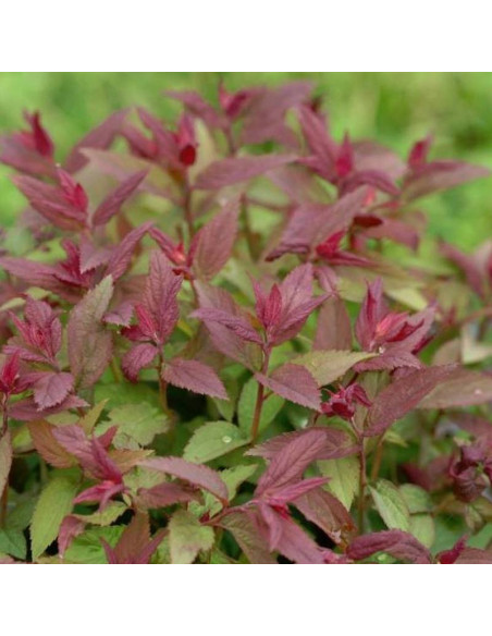 Tawuła japońska Spiraea japonica Double Play Red PBR