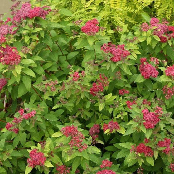 Tawuła japońska Double Play Red PBR Spiraea japonica