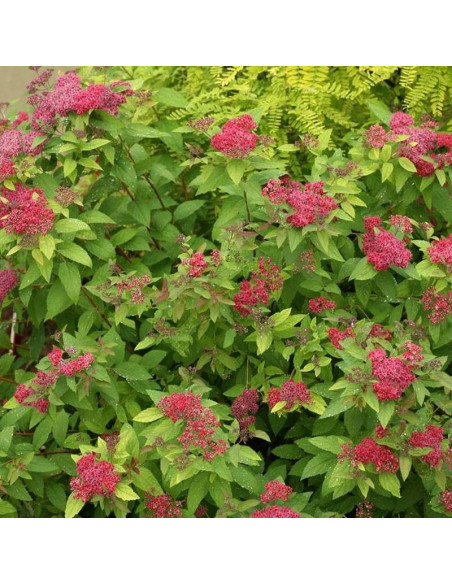 Tawuła japońska Double Play Red PBR Spiraea japonica