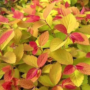 Tawuła japońska Double Play Big Bang PBR Spiraea japonica