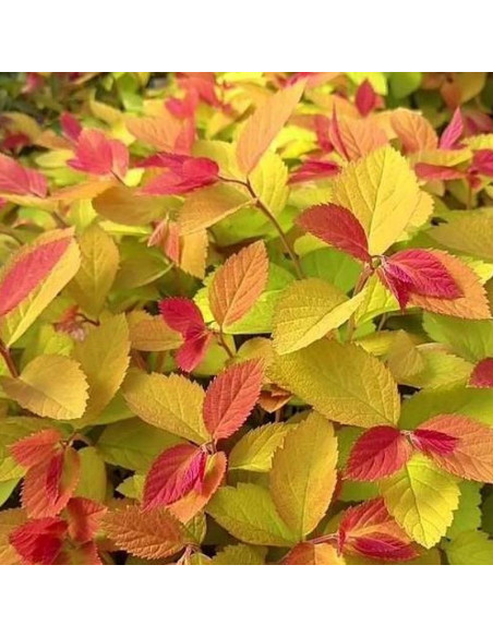 Tawuła japońska Double Play Big Bang PBR Spiraea japonica