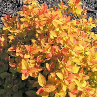Tawuła japońska Double Play Big Bang PBR Spiraea japonica 2