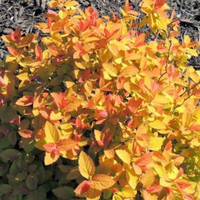 Spiraea japonica Tawuła japońska Double Play Big Bang PBR