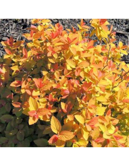 Spiraea japonica Tawuła japońska Double Play Big Bang PBR