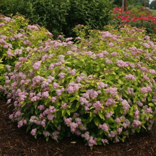 Double Play Big Bang PBR Spiraea japonica Tawuła japońska