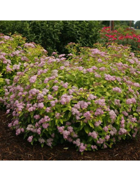 Double Play Big Bang PBR Spiraea japonica Tawuła japońska