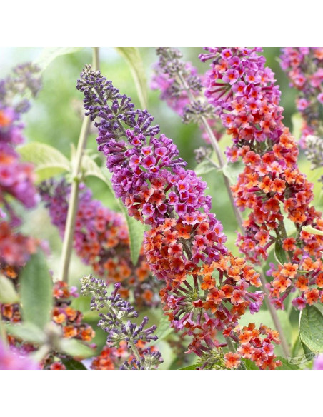 Flower Power Budleja Dawida Buddleja davidii