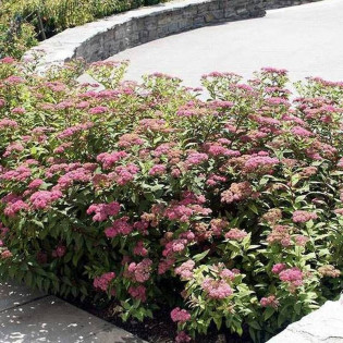Tawuła japońska Dart's Red Spiraea japonica