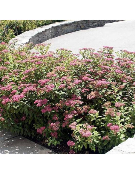 Tawuła japońska Dart's Red Spiraea japonica