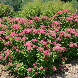 Tawuła japońska Dart's Red Spiraea japonica 2