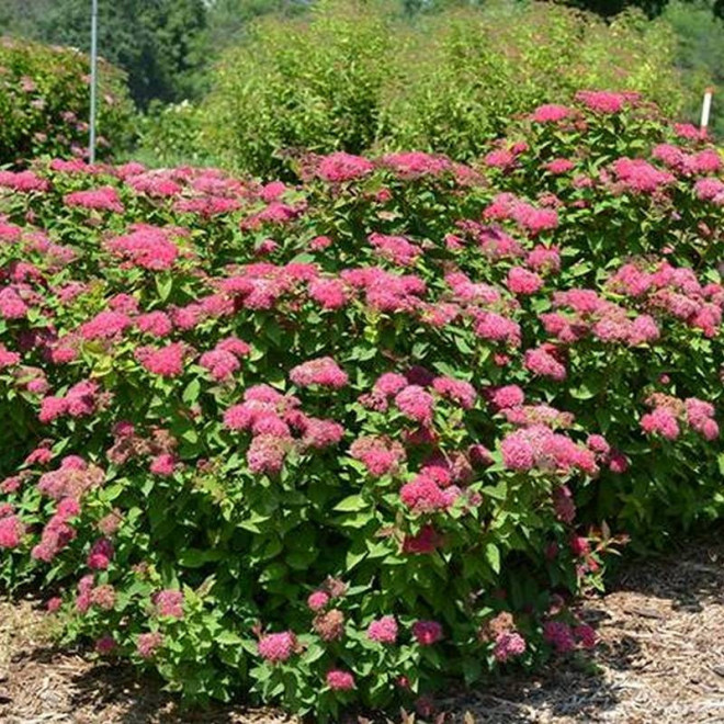 Dart's Red Spiraea japonica Tawuła japońska