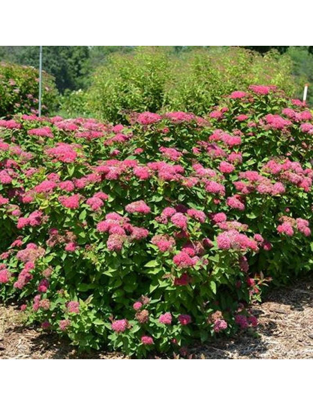 Dart's Red Spiraea japonica Tawuła japońska