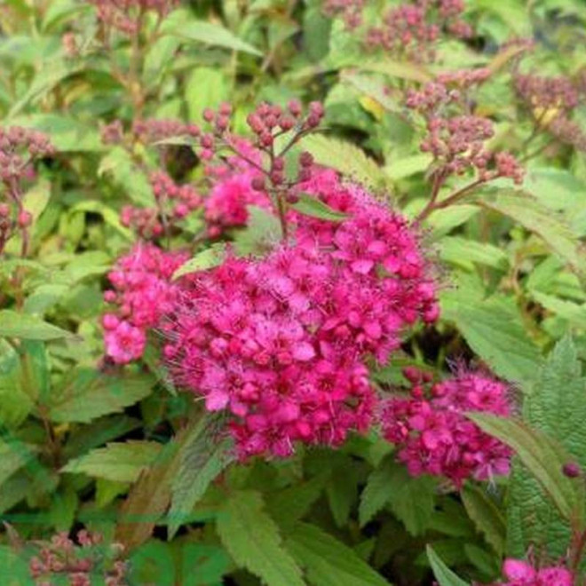 Spiraea japonica Tawuła japońska Dart's Red
