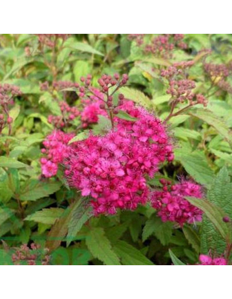 Spiraea japonica Tawuła japońska Dart's Red