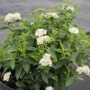 Tawuła japońska Albiflora Spiraea japonica
