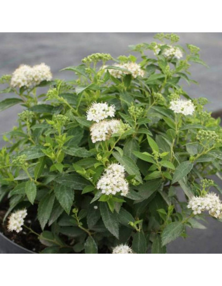 Tawuła japońska Albiflora Spiraea japonica