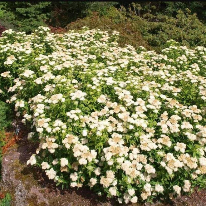 Albiflora Spiraea japonica Tawuła japońska