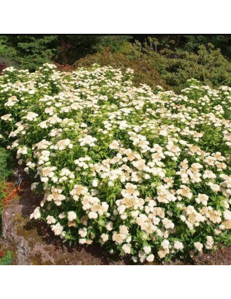 Albiflora Spiraea japonica Tawuła japońska