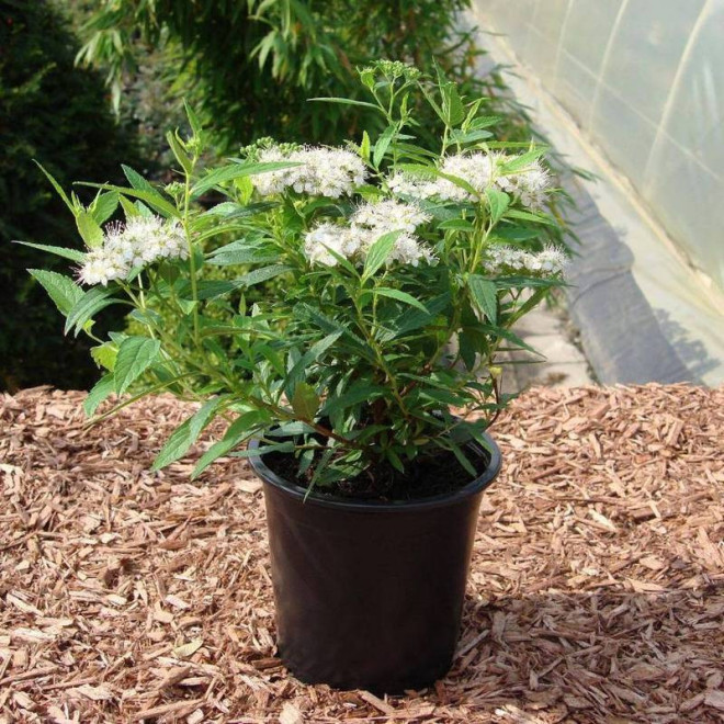 Spiraea japonica Tawuła japońska Albiflora