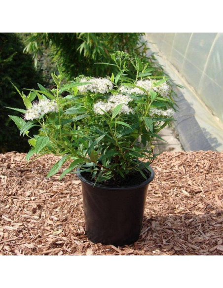 Spiraea japonica Tawuła japońska Albiflora