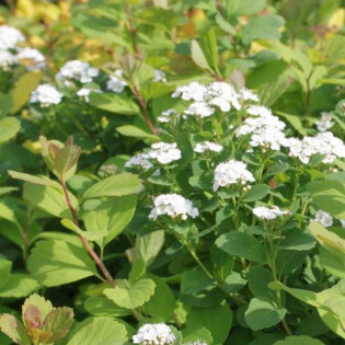 Spiraea betulifolia Tawuła brzozolistna